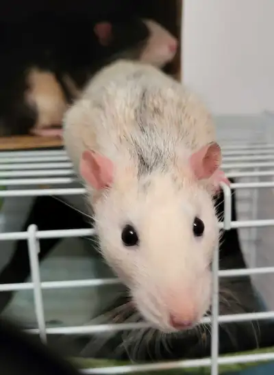 A donner avec cage neuve équipée et 2 sac de nourriture neuf !3 rats mâle a donner un blaze noir et...