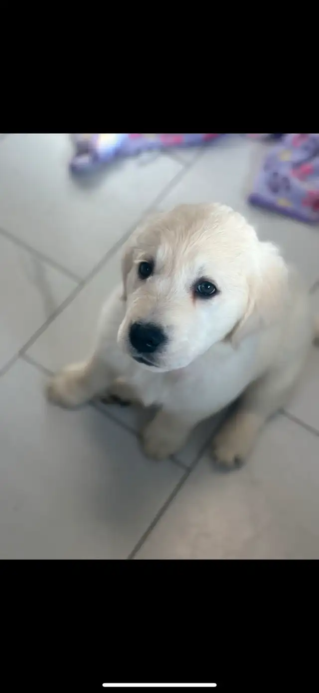 Purebred Golden Retriever CKC in PUCE in Dogs & Puppies for Rehoming in Leamington - Image 3