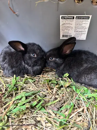 baby bunnies, View more