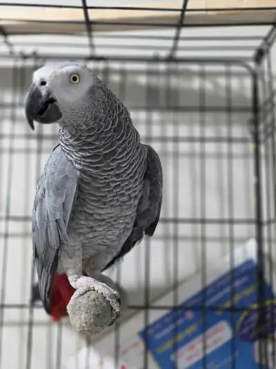 ISO FEMALE AFRICAN GREY, View more