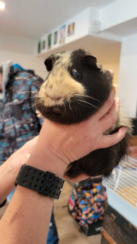 Guinea pigs and accessories, plus cage