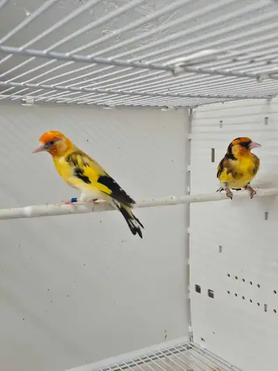 goldfinch , View more