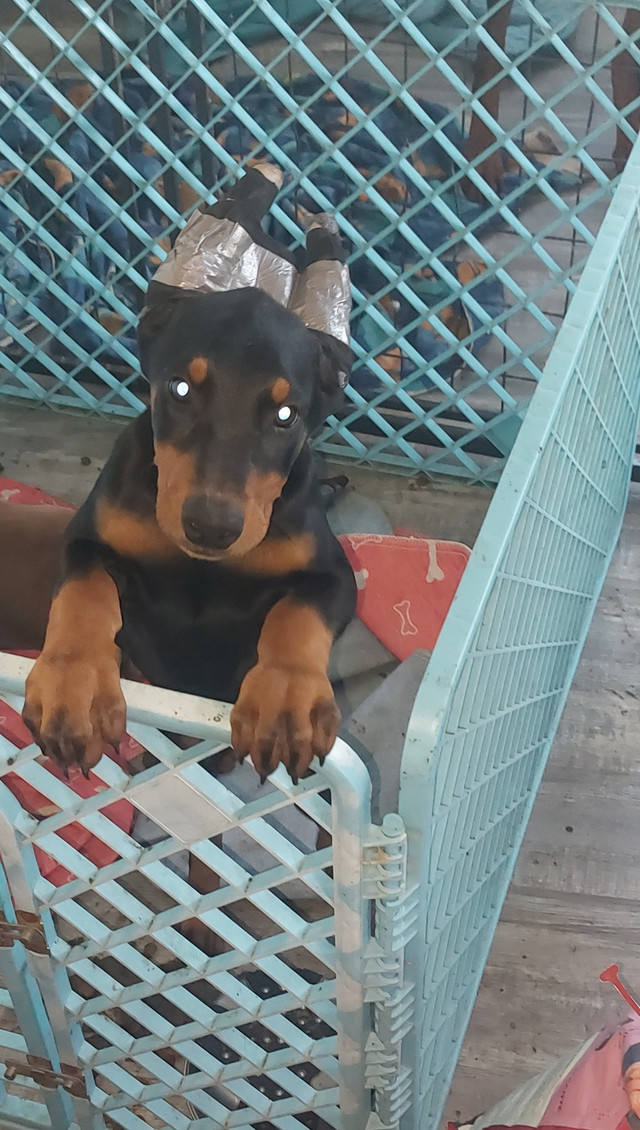 Chiots doberman enregistrés dans Chiens et chiots à adopter  à Thetford Mines - Image 3