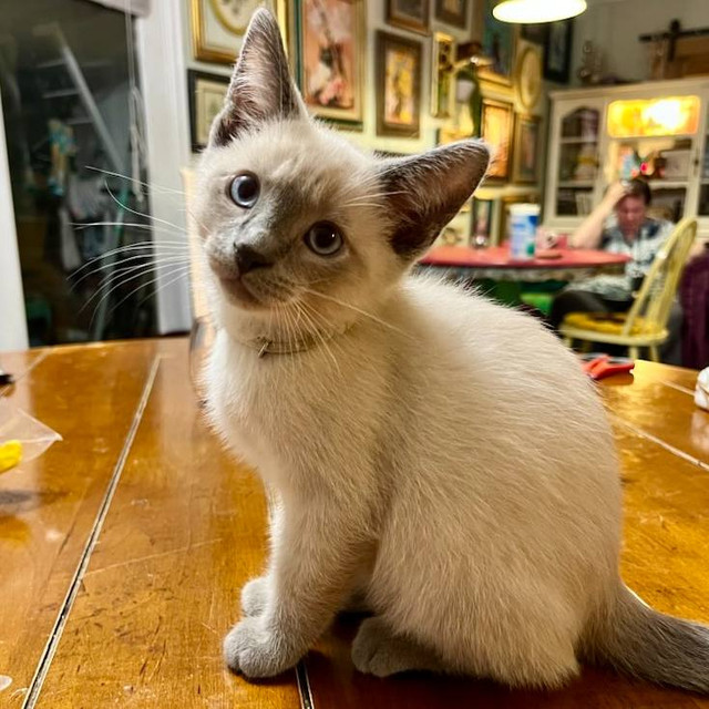 4 Beautiful Applehead Siamese kittens ready to go in Cats & Kittens for Rehoming in Ottawa - Image 4
