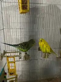 4 Budgies for sale including cage and everything in it 