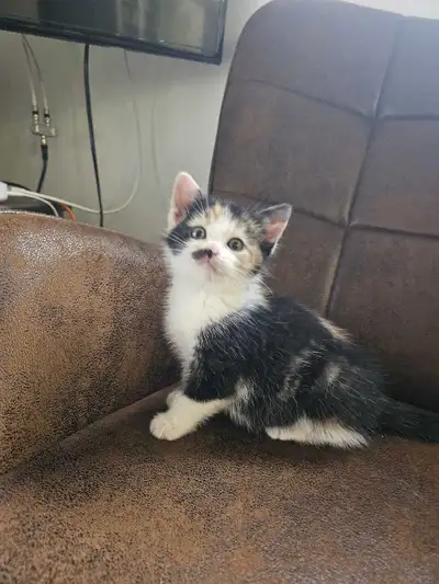 kittens for sale, View more