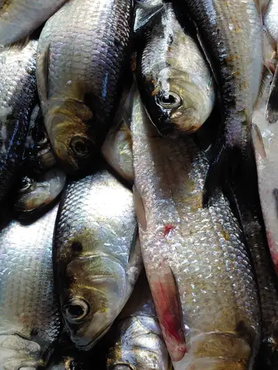 fresh gaspereau striper bait, View more