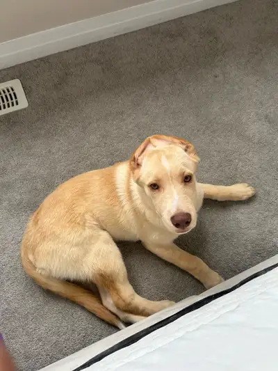 German/ husky/lab mix Male Born Dec 10 2024 4 months Male Everything in pictures is included Creat i...