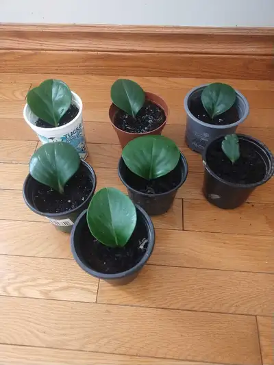 Peperomia cuttings , View more
