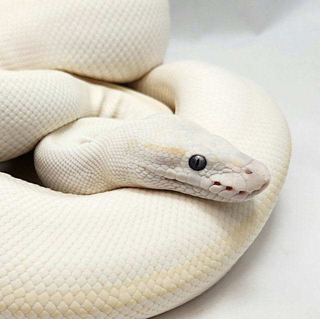 Blue Eyed Lucy (Lesser/Mojave) PB Female in Reptiles & Amphibians for Rehoming in Oshawa / Durham Region - Image 2