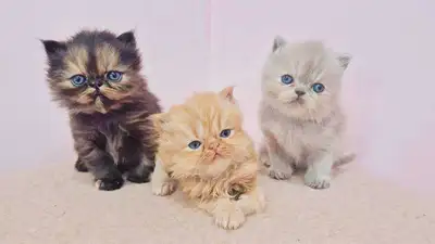 Persian X Himalayn Kittens For Sale, View more