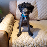 Jackapoo Puppy (male, 4 months old)