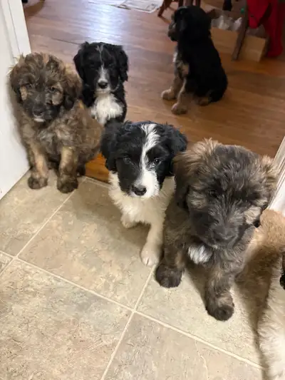 Mini Aussiedoodle, View more