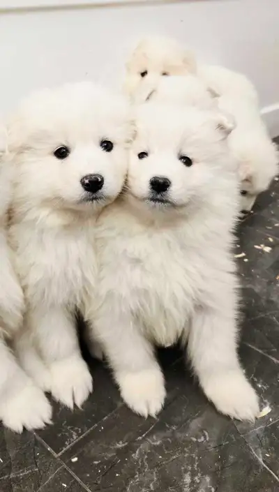 CKC registered Samoyed puppies, View more