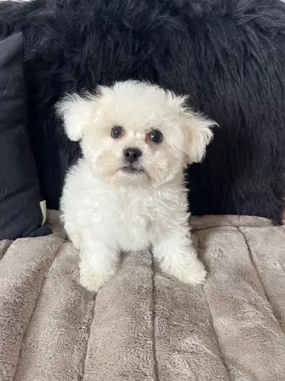 Bichon puppies, View more