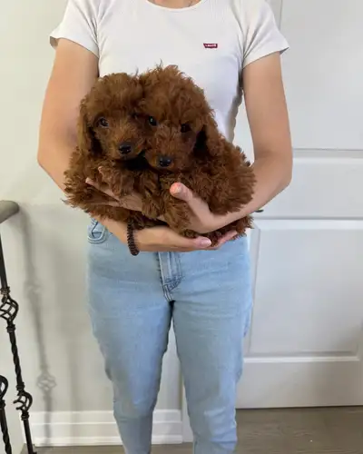 Purebred Toy  Poodle Puppies ❤️❤️, View more
