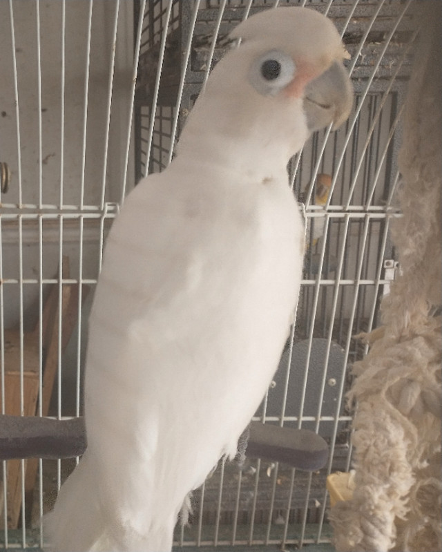 Goffin Cockatoo in Birds for Rehoming in Mississauga / Peel Region