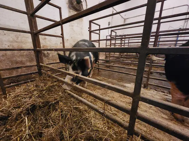 Breeding or Butcher Gilts in Livestock in Saskatoon - Image 7