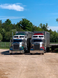 Livestock truck driver