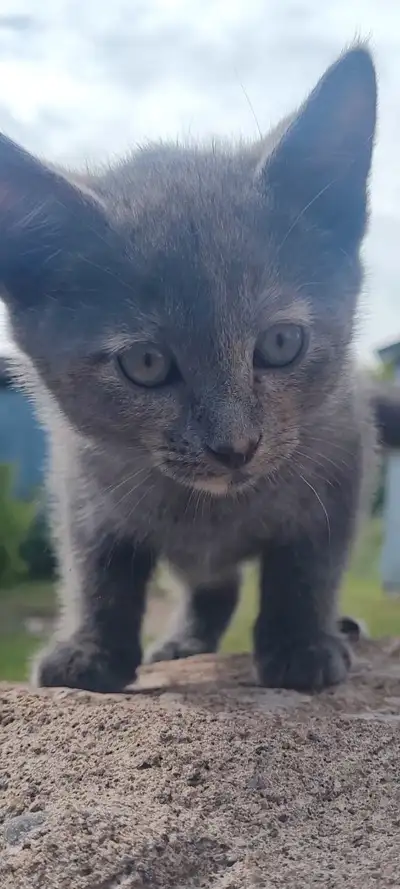  Kittens Ready for Adoption – Homes Needed Now! , View more