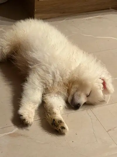 Samoyd puppies for sale, View more