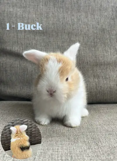 Purebred Holland Lops, View more
