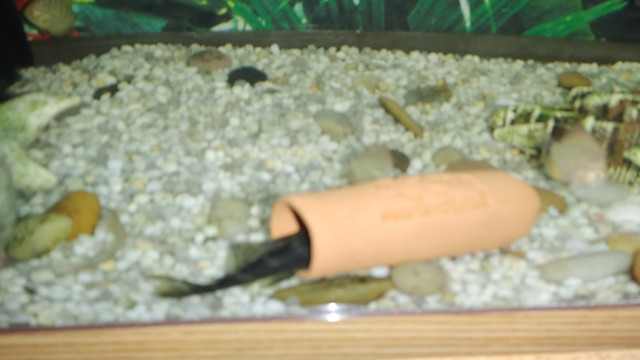 Exotic  Quintet Pleco Pair for Aquarium Fish Tank For Sale in Fish for Rehoming in Ottawa