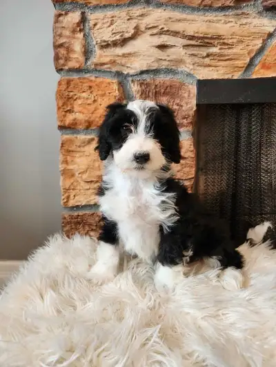 mini Bernedoodle, View more