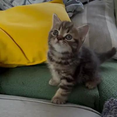 Purebred Scottish Fold (Straight) Kittens, View more