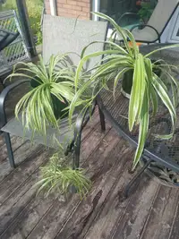 Two Spider Plants 