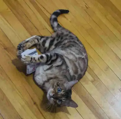 J’ai dû me vendre comme un chat bengal parce que j’allais déménager, et il avait deux ans. Très vif...