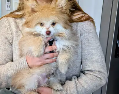 Chiot pomeranien Yorkshire à vendre puppy yorkpom, View more