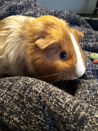 Guinea Pigs girls are looking for their new forever home! ~