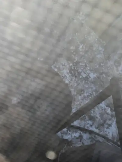 Gorgeous Purebred German Shepard, View more