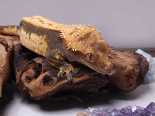 RTB Male Crested Gecko in Reptiles & Amphibians for Rehoming in Belleville - Image 4