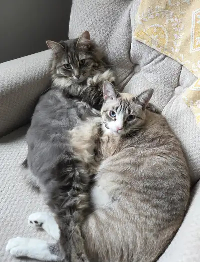 Lynxpoint Siamese/manx female, View more