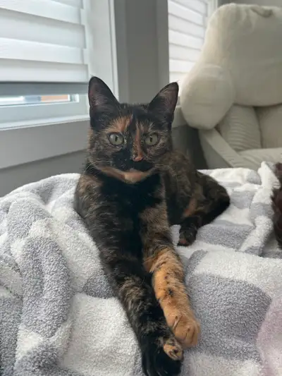 Loving Home Needed for Sweet 1-Year-Old Cat – Olive, View more