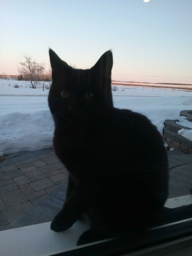 Friendly Black Male Cat in Need of Loving Home!  in Cats & Kittens for Rehoming in Saskatoon - Image 3