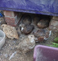Coturnix Quail Hens and Roos