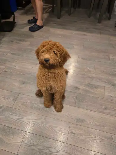 Rehoming female golden doodle puppy, View more