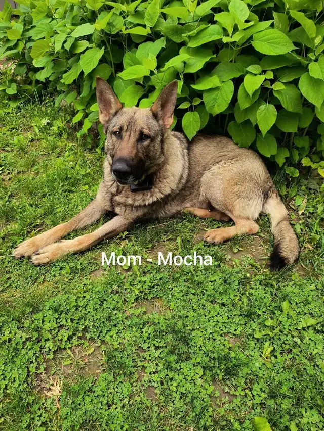 German Shepherd - Working Line Puppies - CKC in Dogs & Puppies for Rehoming in Kitchener / Waterloo - Image 11