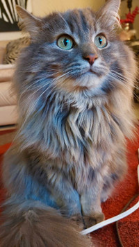 2 beautiful Maine coon mix cats needing GOOD homes