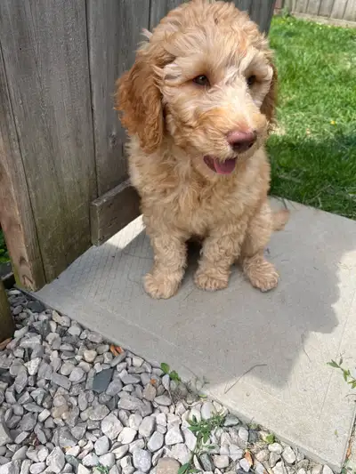 Goldendoodle last boy very passive and calm and loveable, View more