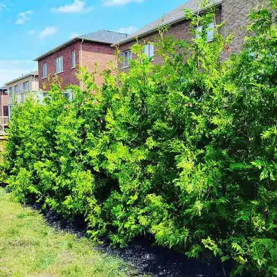 Cedar Trees - Hedges, View more