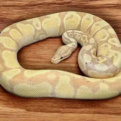 ** Shipping available at extra cost, pleasure inquire with your location. ** This is a stunning male...