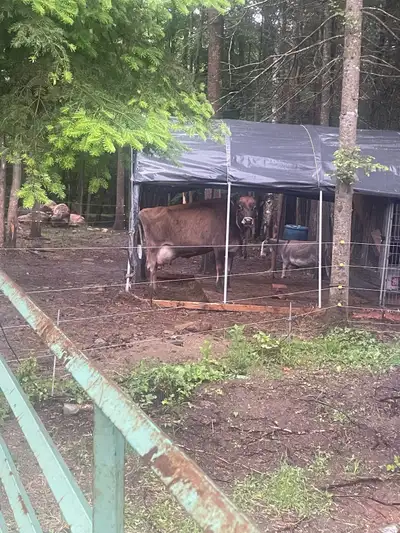 Jersey cow in milk registered, View more