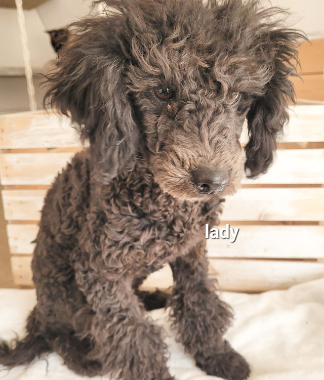 Toy/Mini Poodle in Dogs & Puppies for Rehoming in Vancouver - Image 4