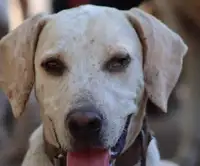 OREJAS. 6-Year-Old Fully Vaxxed, Neutered Lab/Terrier Cross