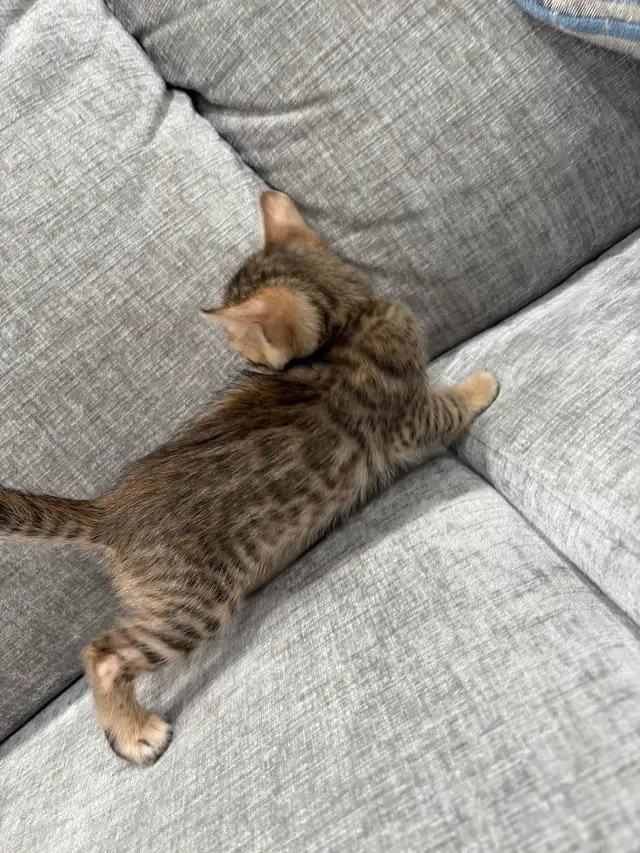 Bengal kittens in Cats & Kittens for Rehoming in Laval / North Shore - Image 5