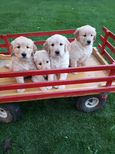 Purebred golden retriever puppies, View more